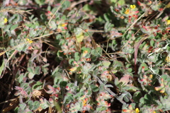 Acmispon heermannii orbicularis