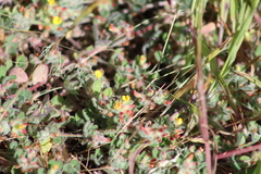 Acmispon heermannii orbicularis