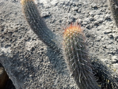 Loxanthocereus acanthurus