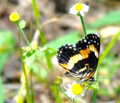 Chlosyne lacinia crocale