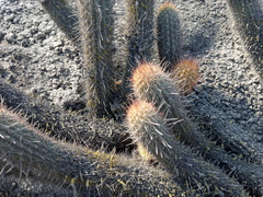 Loxanthocereus acanthurus