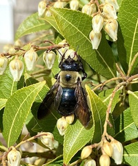 Xylocopa virginica