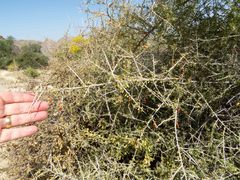 Lycium andersonii wrightii