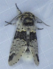 Furcula scolopendrina