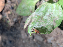 Phymatodes obliquus