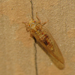Cacopsylla fatsiae