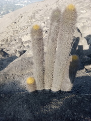 Haageocereus pseudomelanostele