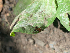 Phymatodes obliquus