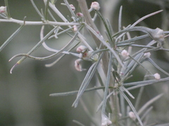 Aceria paracalifornica