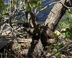 Nerodia rhombifer