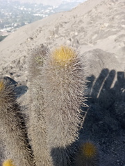 Haageocereus pseudomelanostele