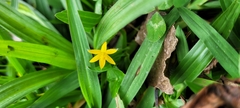 Hypoxis decumbens