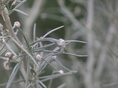 Aceria paracalifornica