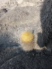 Haageocereus pseudomelanostele