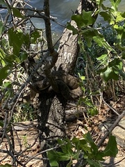 Nerodia rhombifer