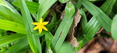 Hypoxis decumbens