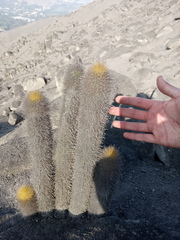 Haageocereus pseudomelanostele