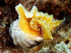 Drupina grossularia