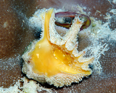 Drupina grossularia