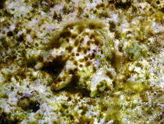 Drupina grossularia