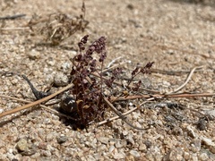 Euphorbia polycarpa