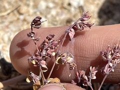 Euphorbia polycarpa