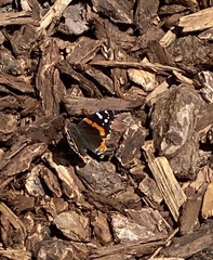 Vanessa atalanta