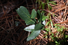 Leucothoe davisiae