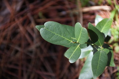Leucothoe davisiae