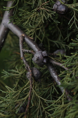 Cupressus lusitanica