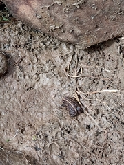 Pleurodema marmoratum