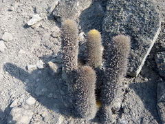 Haageocereus pseudomelanostele