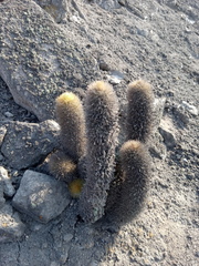 Haageocereus pseudomelanostele