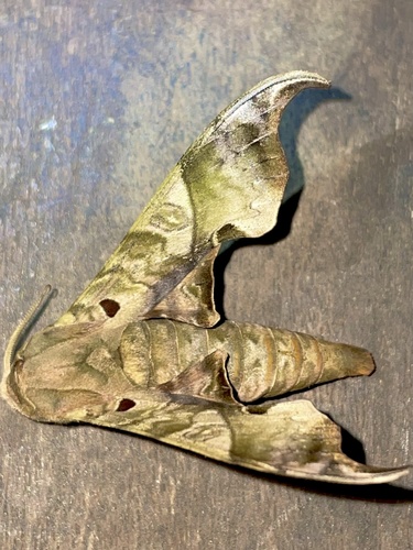 Lycosphingia hamatus