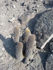 Haageocereus pseudomelanostele