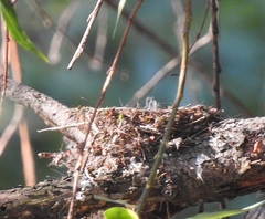 Pyrocephalus rubinus