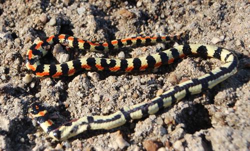 Photo of a Spotted Harlequin Snake (Homoroselaps lacteus)