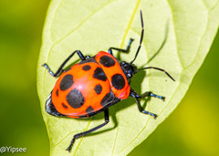 Poecilocoris nepalensis