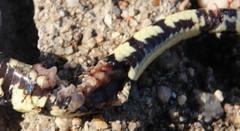 Homoroselaps lacteus