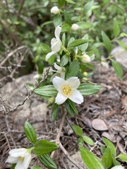Philadelphus texensis