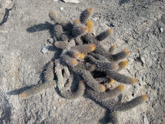 Loxanthocereus acanthurus