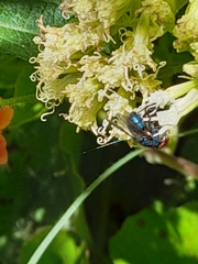 Lucilia eximia
