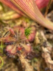 Polytrichum pallidisetum