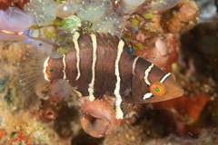 Redbreasted Wrasse photo 2