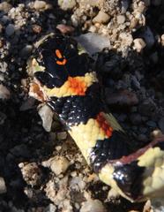 Homoroselaps lacteus