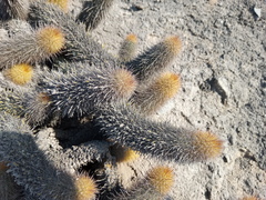 Loxanthocereus acanthurus