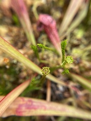 Polytrichum pallidisetum