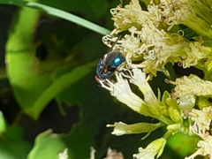 Lucilia eximia