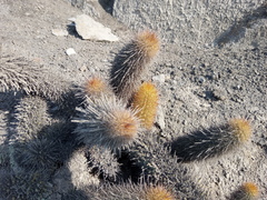 Loxanthocereus acanthurus