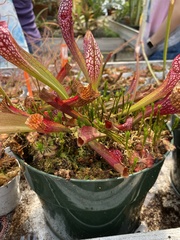 Polytrichum pallidisetum